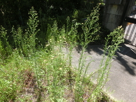 CIMG8439.JPG